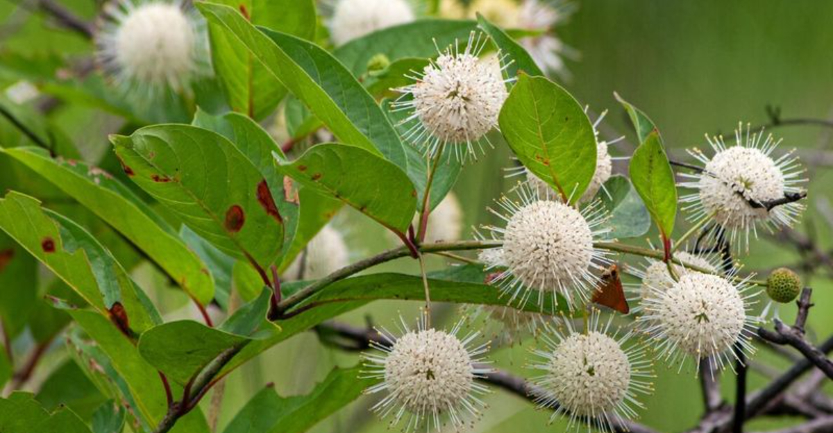 buttonbush
