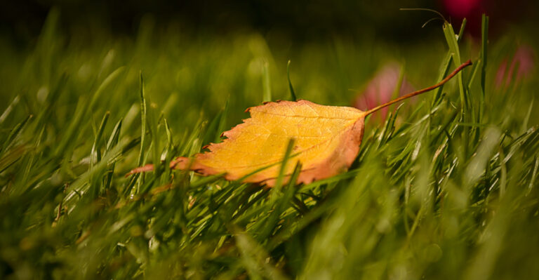 What Early Falling Leaves Are Telling You About Your Massachusetts Trees