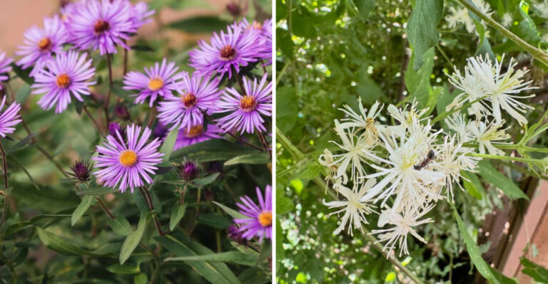 new england aster and virgins bower