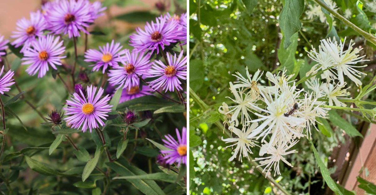 new england aster and virgins bower