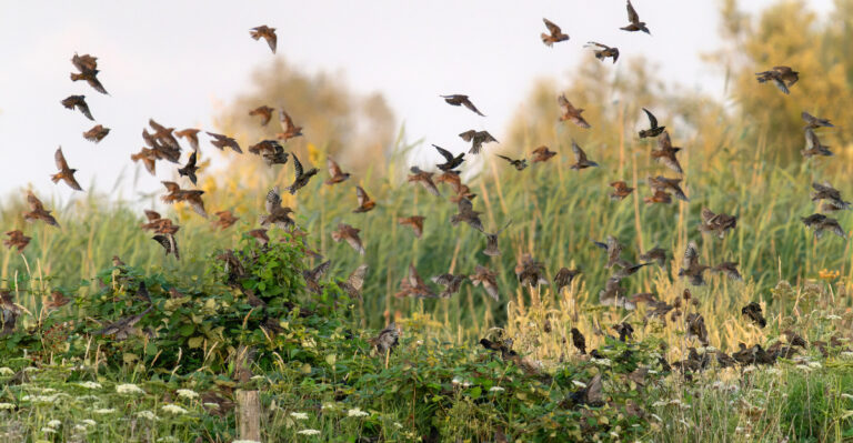 What It Means When Birds Suddenly Flock To Your Georgia Lawn This August