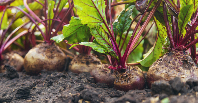 The Pennsylvania Fall Vegetables Worth Planting Before Labor Day
