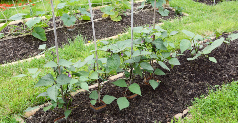The Amish August Garden Trick Missouri Homeowners Wish They Knew Sooner