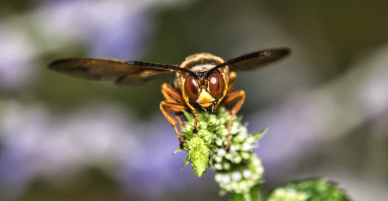 The Real Meaning Behind Those Big Wasps Hovering Over California Lawns All Summer