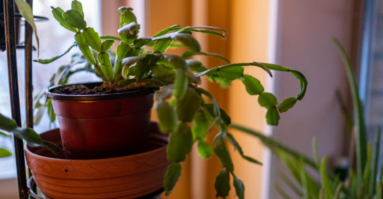 10 Reasons Why Your Christmas Cactus Buds Are Dropping Before They Open