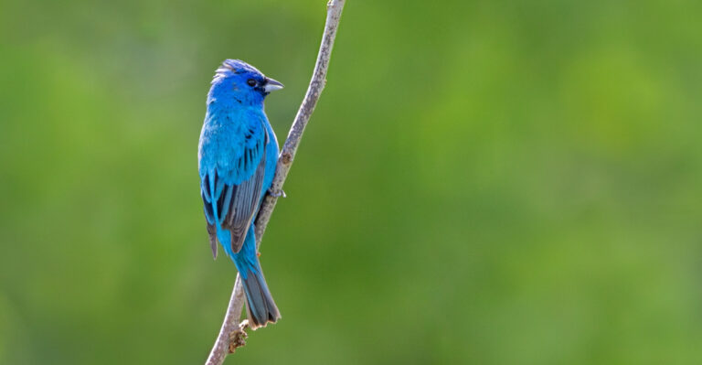 indigo bunting