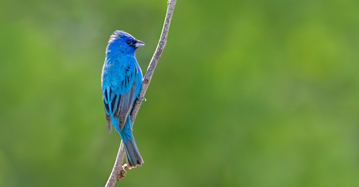indigo bunting