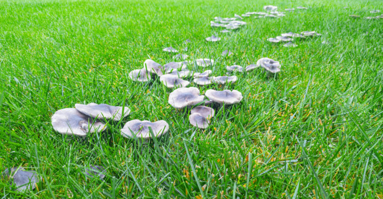 What Sudden Mushrooms In Your Illinois Lawn Actually Mean After Rain