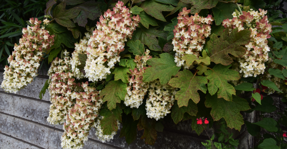 Oakleaf hydrangea