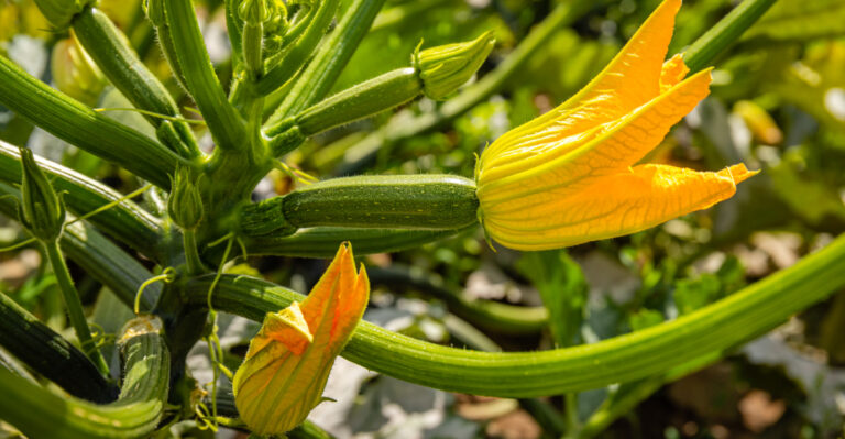 The Secret To Keeping Zucchini Producing All Summer Long In Ohio