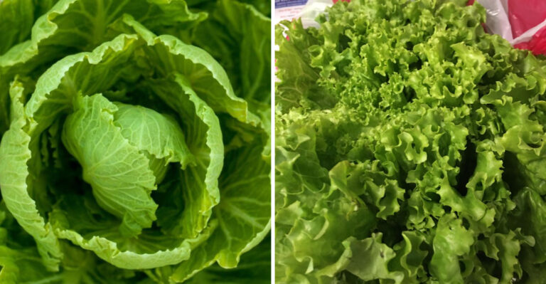 The Fall Lettuce Pennsylvania Gardeners Should Sow Once The Heat Breaks