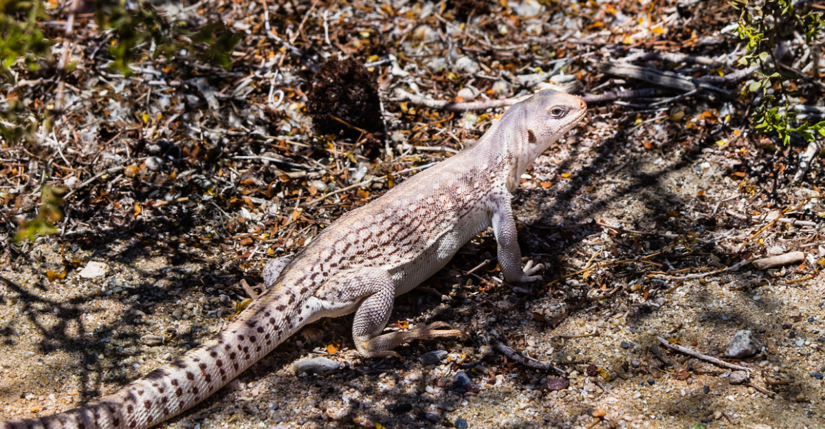Desert Iguanas (featured image)