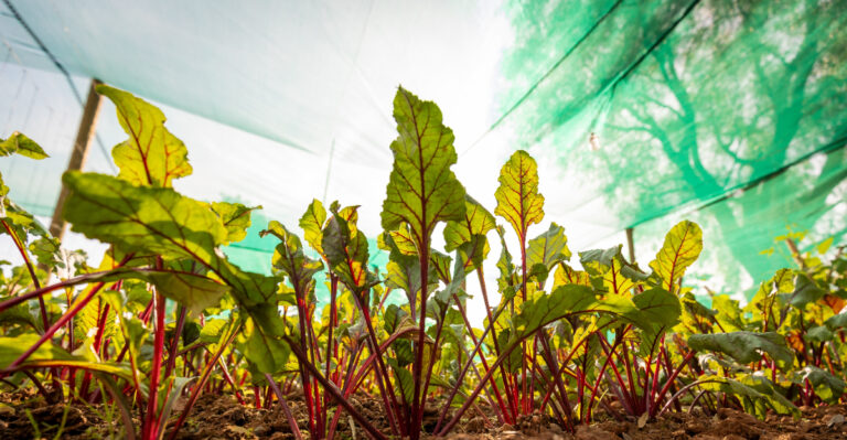 Why Arizona Gardeners Never Remove Shade Cloths From Their Plants In August
