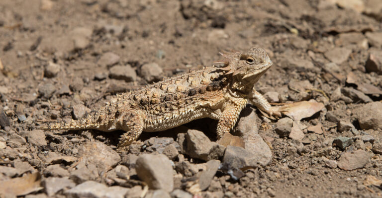 lizard (featured image)
