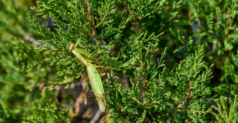The Real Reason Praying Mantises Choose Kentucky Gardens