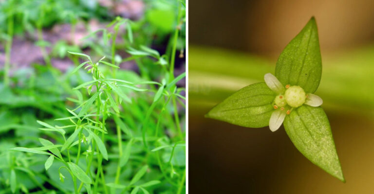 This Rare Vermont Flower Returns To Its Woods After Disappearing For Over A Century