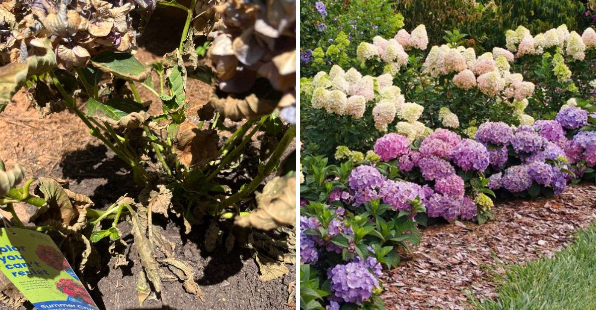 struggling hydrangeas