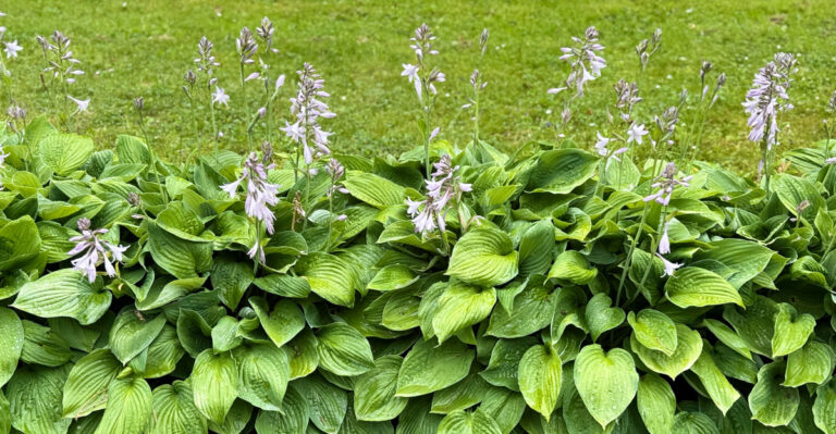 This Essential Summer Job Boosts Lush Hosta Leaves For Vermont Gardens