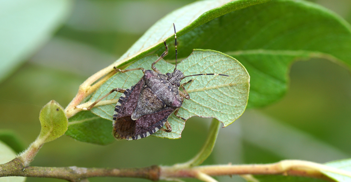 stink bug