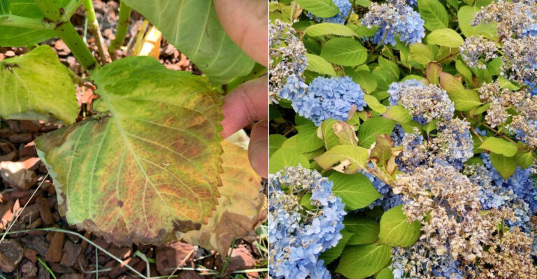 Why Are Your Oregon Hydrangea Leaves Scorching In This Heat?
