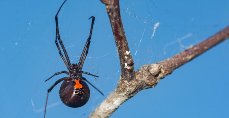 black widow