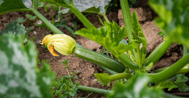 What It Really Means When Your Oregon Zucchini Suddenly Stops Producing