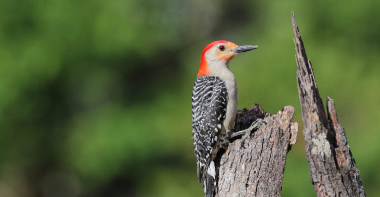 Woodpeckers (featured image)