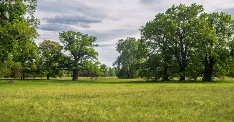 Plant This Native Illinois Tree For A Low-Maintenance Yard