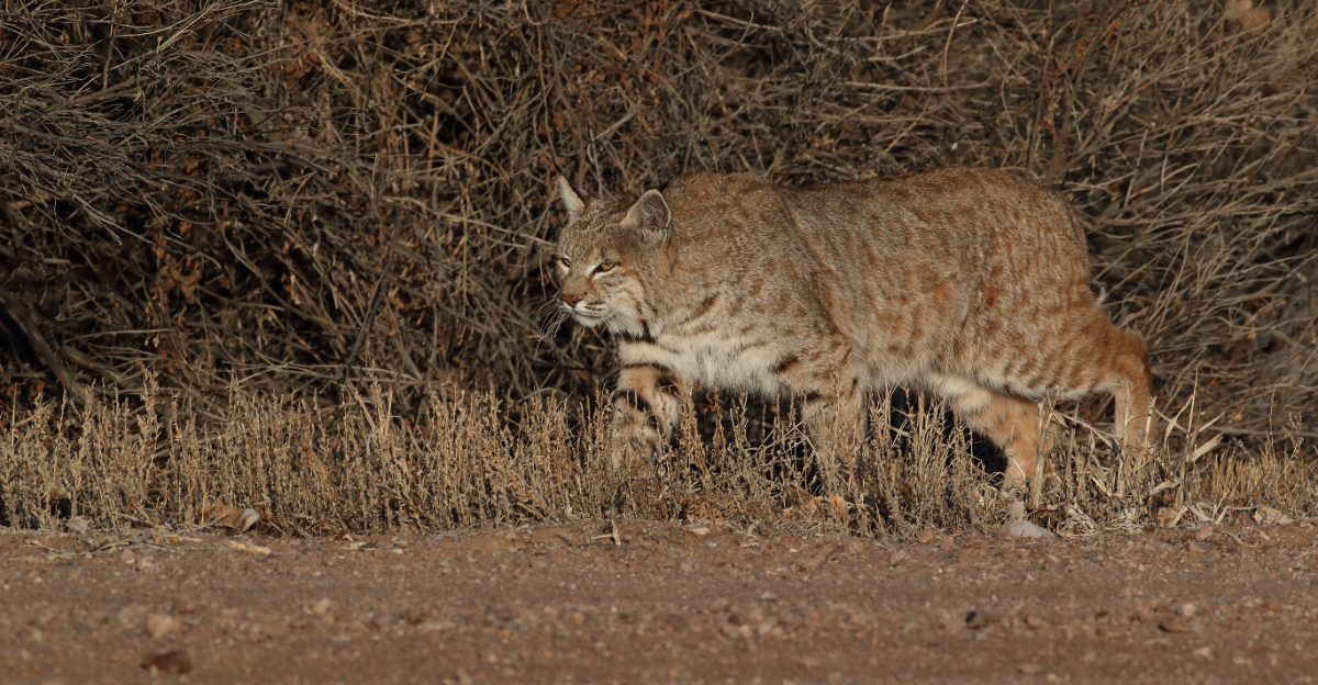 Bobcat (featured image)
