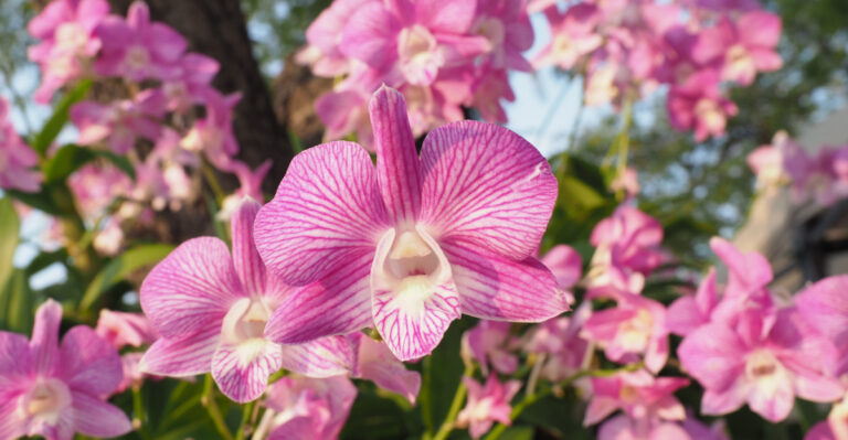 What Your Orchid Needs After August Flowering For Better Blooms In Louisiana