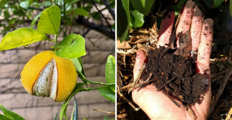 How To Stop Arizona Citrus Fruit From Splitting After Sudden Storms