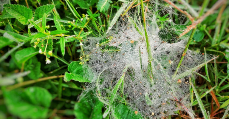What New York Homeowners Should Know About Funnel Webs On Their Lawn