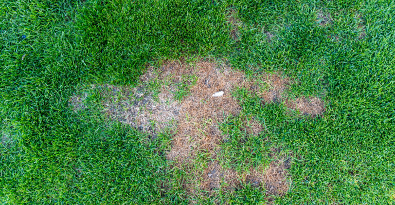 brown patch on lawn
