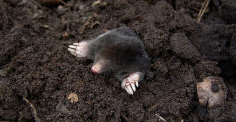 mole