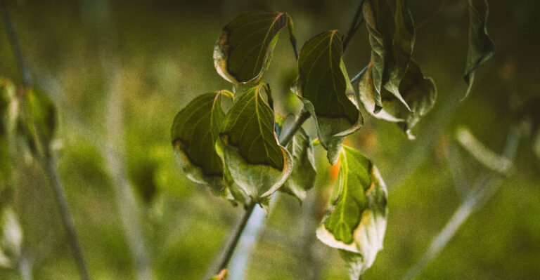 The Plant-Wilting Mistake California Gardeners Make Right After A Heat Wave