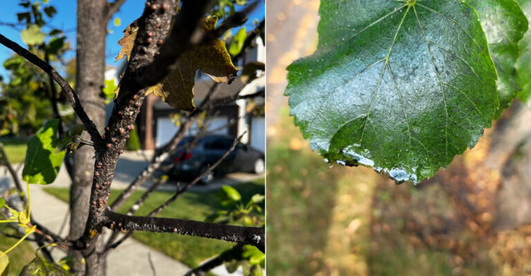 Why Sticky Drops Start Falling From Oregon Trees In Late Summer