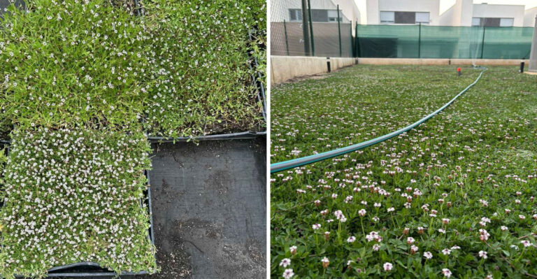 The Arizona Groundcover Worth Growing Instead Of Heat-Radiating Gravel