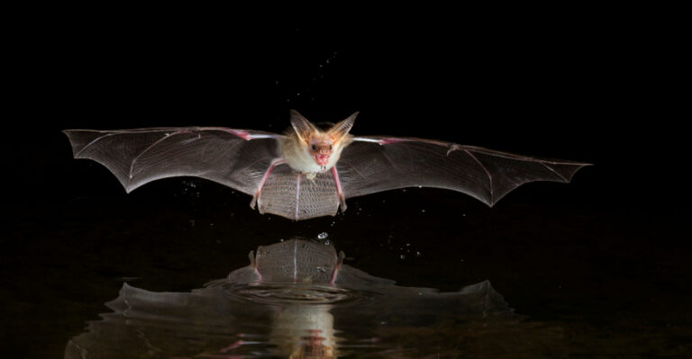 bat (featured image)