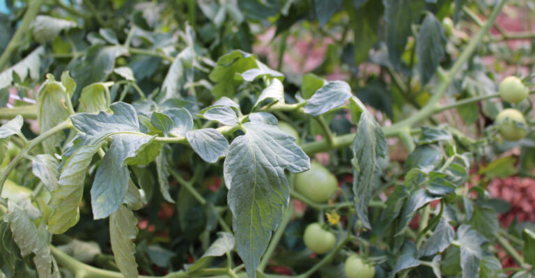 8 Reasons Your Tennessee Tomato Plants Are Suddenly Wilting