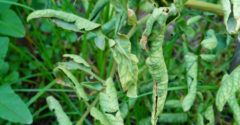 Tomato Leaves Curling While Still Green? Here’s What It Means