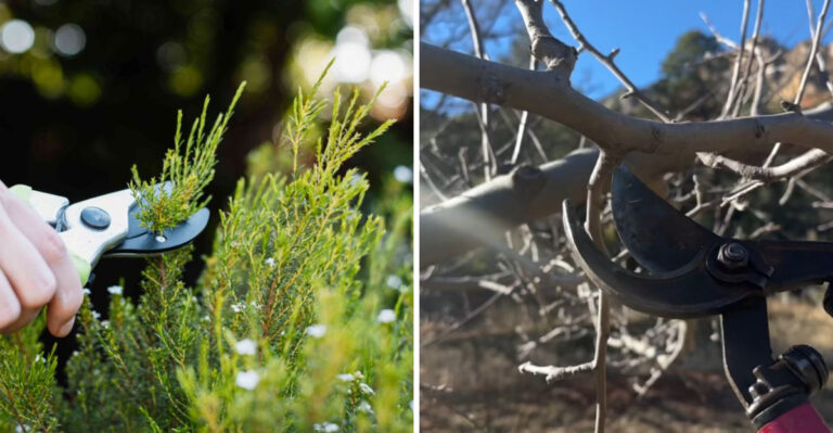 Why Michigan Gardeners Should Wait Until October To Prune Trees And Shrubs