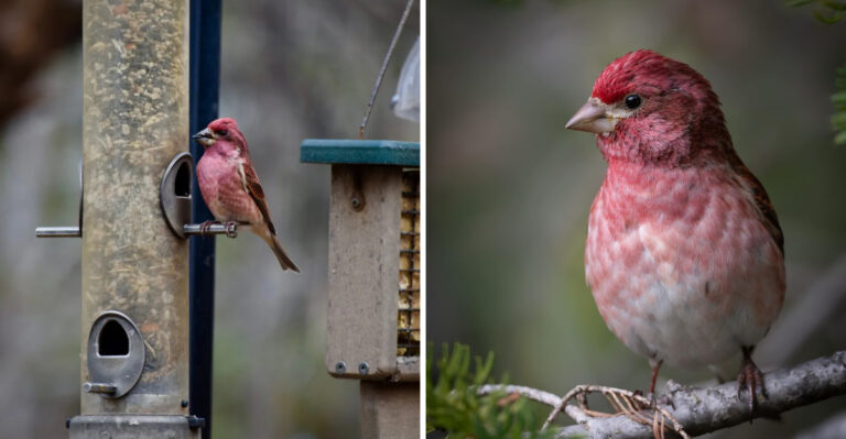 The Meaning Behind Purple Finches Suddenly Appearing At Your Pennsylvania Feeder