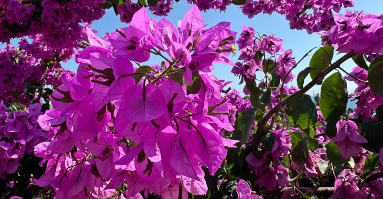 Bougainvillea (featured image)