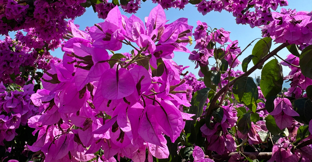 Bougainvillea (featured image)