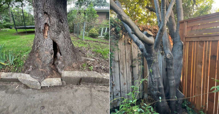 Can A California Neighbor Legally Force You To Remove A Nuisance Tree?