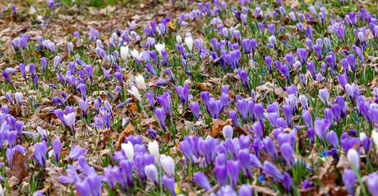 crocus