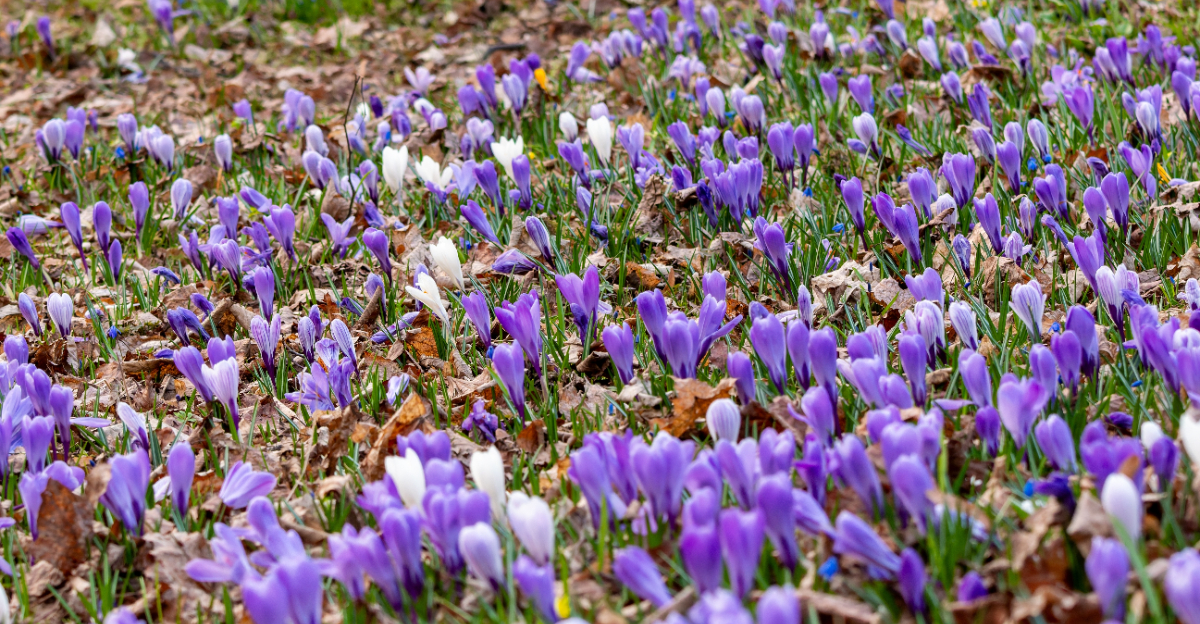 crocus
