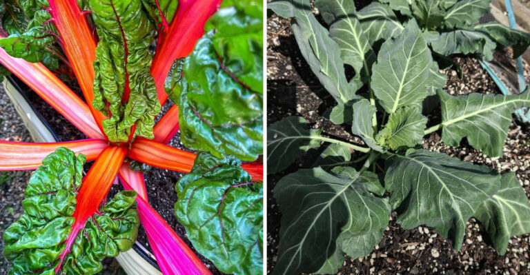 Do Not Wait Until Fall To Plant These Perennial Vegetables In North Carolina