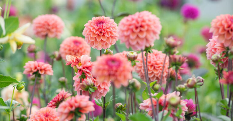 You Need To Do These 7 Dahlia Jobs In August For Bigger Wisconsin Blooms