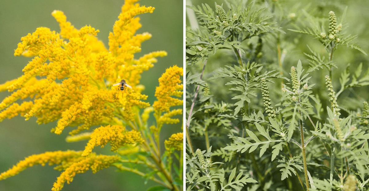 Goldenrod and Ragweed